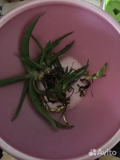 Детки Алоэ Вера