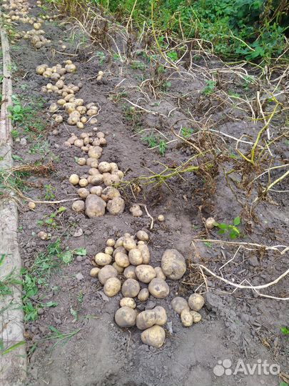 Картофель розовый, желтый