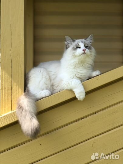 Невская маскарадная (кошечка с документами)