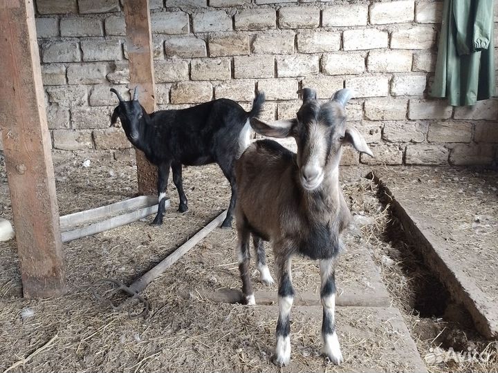 Козлята