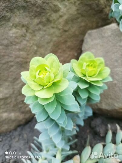 Суккуленты для сада