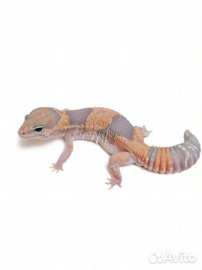 Гемитеконикс