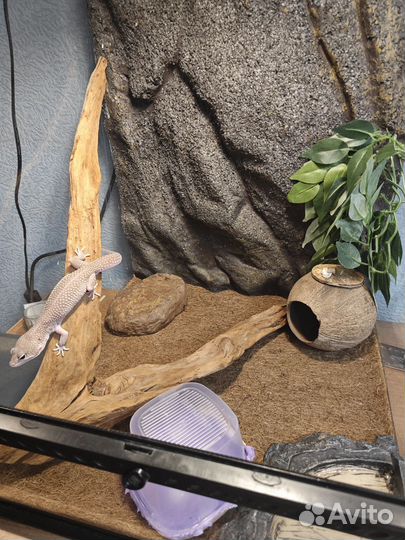 Эублефар самка