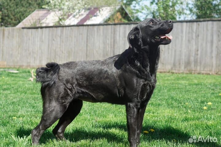 Собака Василиса в добрые руки