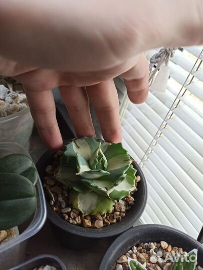 Суккуленты, адромискус, гастерия, кактус, хавортия