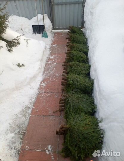 Пихтовые веники для бани