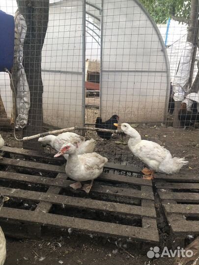Цыплята бройлеры суточные