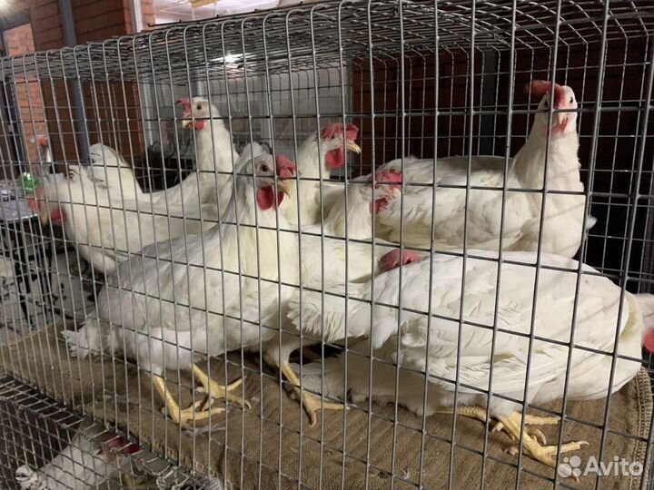 Мулард, гусь, утка и другая С/Х птица