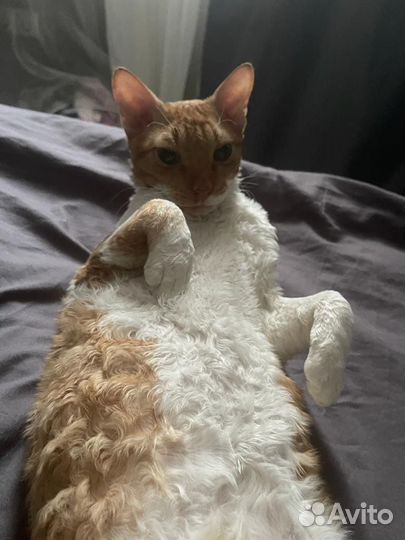 Передержка кошек/котов