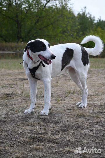 Бим грустит в приюте