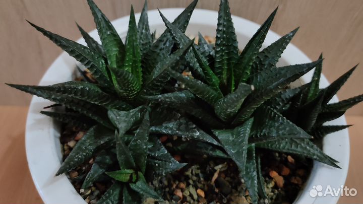 Суккуленты Харвотия