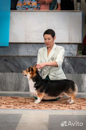 Вельш корги пемброк
