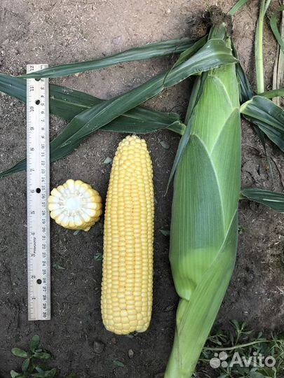 Семена Кукурузы 