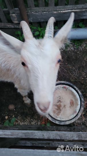 Продам дойных коз