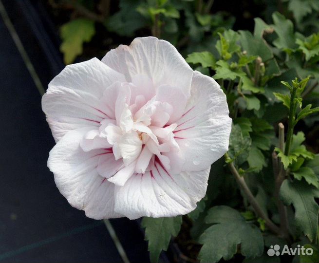 Гибискус сирийский