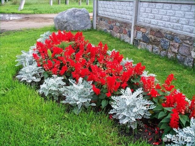 Рассада цветов