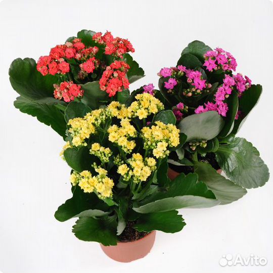 Каланхое Золотой ус