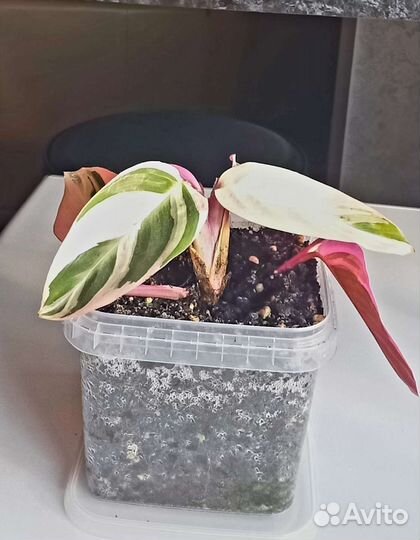 Строманта триколор