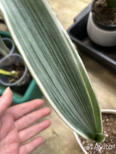 Сансинверия металлика