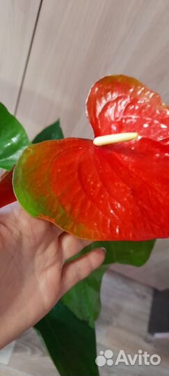 Антуриум коро