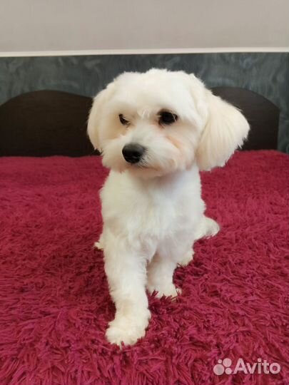 Мальтезе вязка