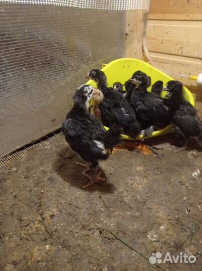 Цыплята деревенские несушки и яйца