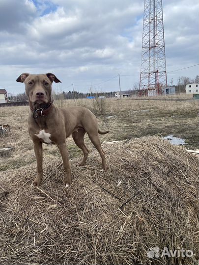 Отдам в добрые руки