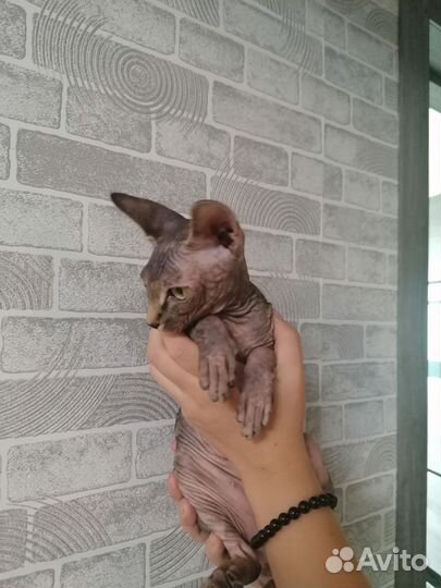 Канадский сфинкс