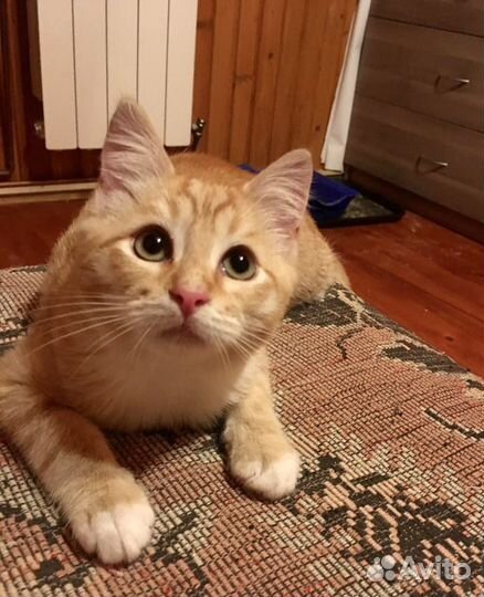 Рыжий котенок мальчик. Ласковый. 2 месяца