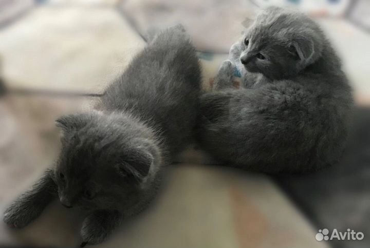 Котята, отдам бесплатно