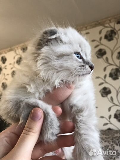 Персидские котята