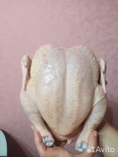 Продажа домашней курочки, уток, индейка