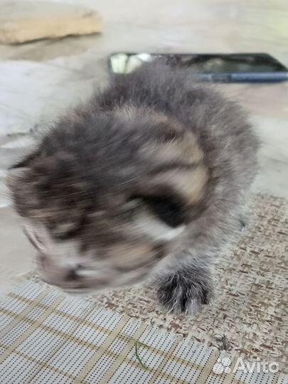 Котята в добрые руки бесплатно