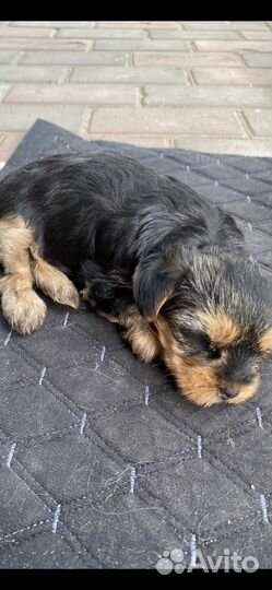 Йоркширский терьер