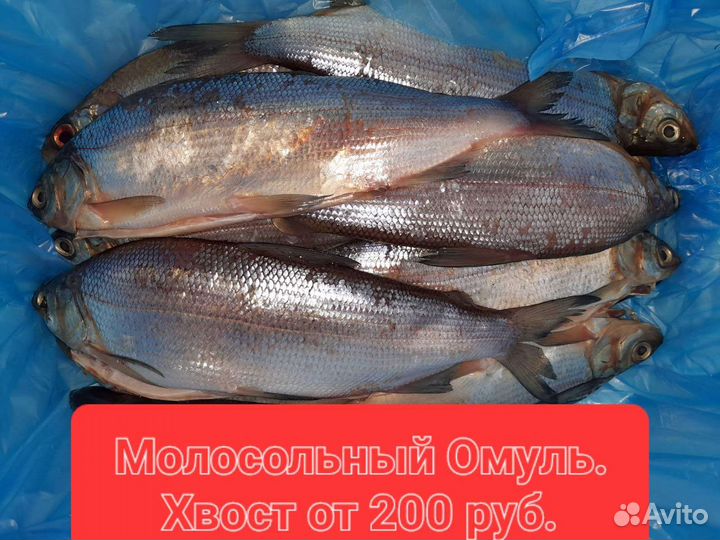 Свежая рыба