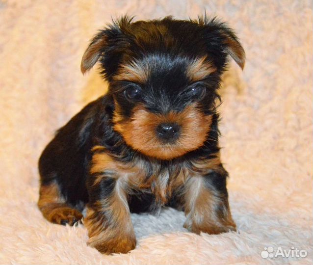 Йоркшир девочка 3 мес
