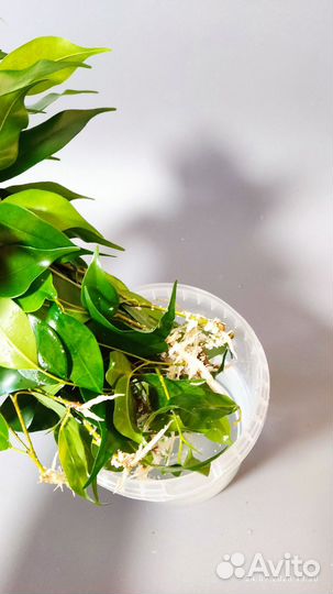 Фикус бенджамина черенки