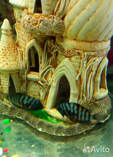 Аквариумные рыбки