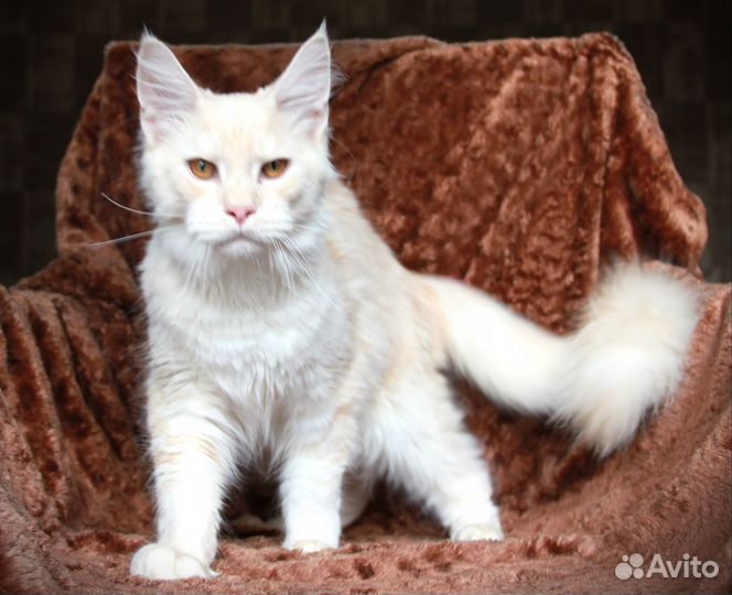 Котята мейн-кун