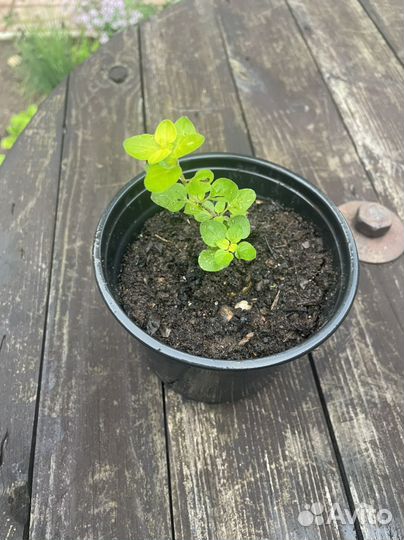 Тимьян, душица - Пряные травы