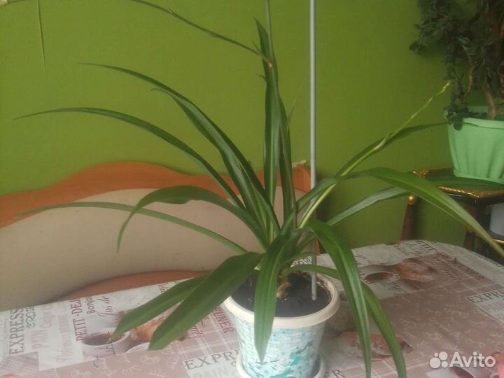 Хлорофитум цветущий