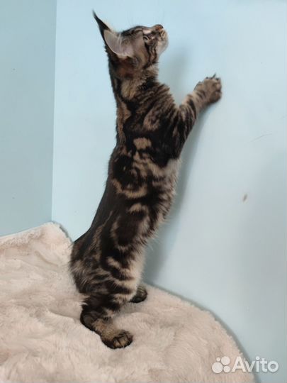 Мраморный мейн-кун котёнок полидакт