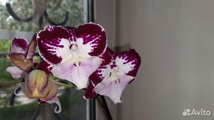 Орхидея биг лип