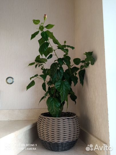 Кашпо для цветов из ротанга