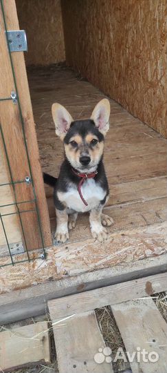 Собака в добрые руки щенок