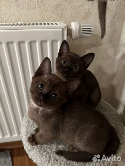 Котята Европейской Бурмы