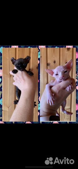 Канадский Сфинкс котенок
