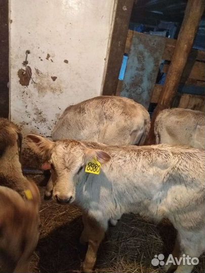 Бычки породистые, Швицы