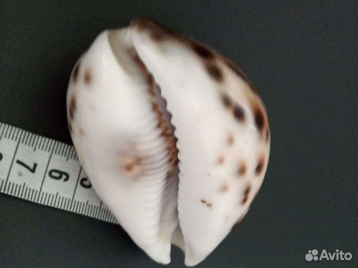 Раковины моллюсков