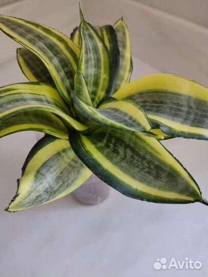 Сансевиерия Hahnii Tsunami,Gold Banner